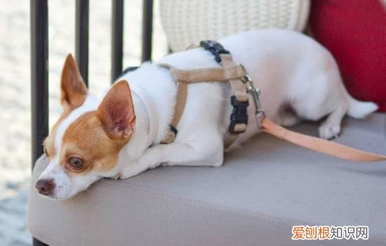 狗狗肾衰竭症状有哪些 老年狗狗注意体检