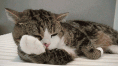 小猫肚子有毛球症状 如何检查猫腹中有毛球,猫毛球症什么症状,猫肚子里有毛球症状