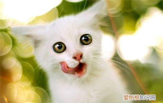 猫咪不吃饭是什么病 猫不吃饭是什么原因,猫不吃饭是怎么回事,猫不吃饭是生病了吗