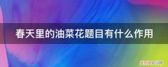油菜花什么什么那是春天的什么吧 春天里的油菜花题目有什么作用