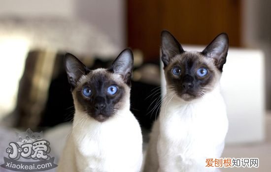 猫咪掉毛怎么办吃什么 猫咪掉毛严重的怎么处理,猫咪掉毛的原因,猫咪掉毛严重吃什么