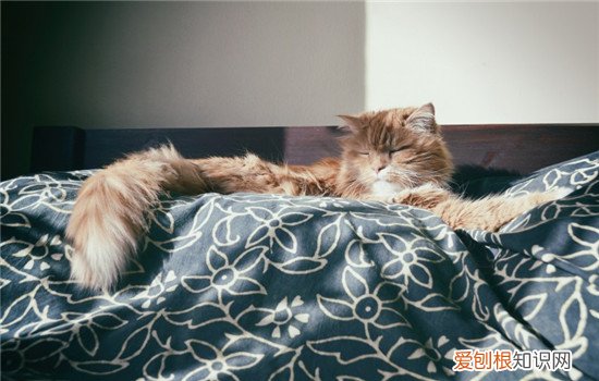 小猫不喜欢喝水怎么办 猫不喜欢喝水怎么办,猫不喜欢喝水为什么,幼猫不喜欢喝水