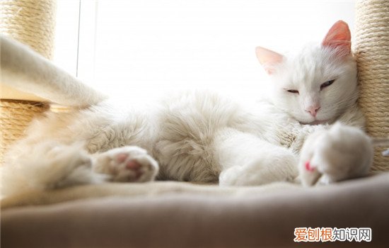 小猫不喜欢喝水怎么办 猫不喜欢喝水怎么办,猫不喜欢喝水为什么,幼猫不喜欢喝水