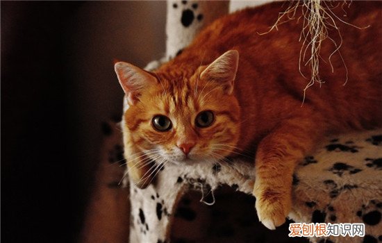猫为什么老是偷东西吃 猫为什么会偷吃东西,猫为什么会偷吃猫粮,猫偷吃东西怎么办