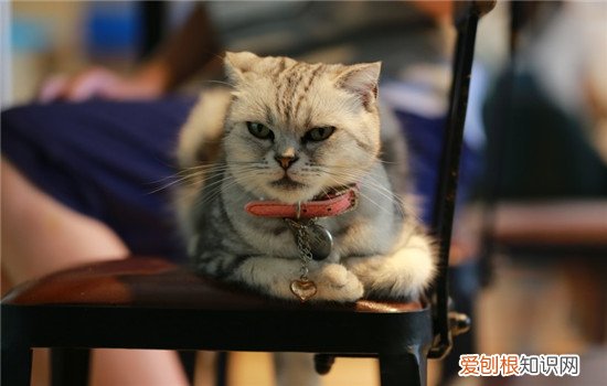 猫为什么老是偷东西吃 猫为什么会偷吃东西,猫为什么会偷吃猫粮,猫偷吃东西怎么办