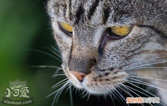 猫咪拉软便是什么样的 猫咪软便怎么办,猫咪软便的原因,猫咪软便和拉稀的区别