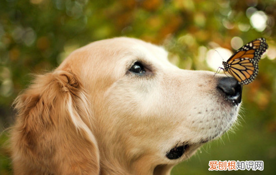 狗狗脚掌干裂怎么办 狗狗脚掌干裂主人得护理啊!