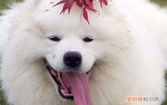 狗狗肺炎治疗 狗狗得了肺炎主人还不想办法治疗嘛！