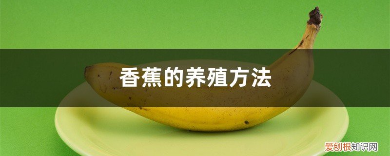 香蕉的养殖方法视频 香蕉的养殖方法
