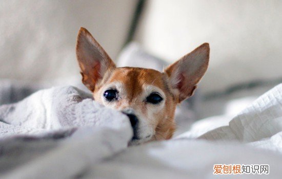 狗狗喉炎症状 这些发病原因要注意
