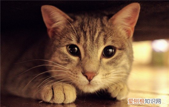 猫咪掉毛家里都是毛怎么办 猫咪掉毛厉害怎么办,猫咪掉毛严重怎么处理,家里猫毛到处飞怎么办