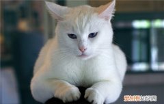 猫咪掉毛家里都是毛怎么办 猫咪掉毛厉害怎么办,猫咪掉毛严重怎么处理,家里猫毛到处飞怎么