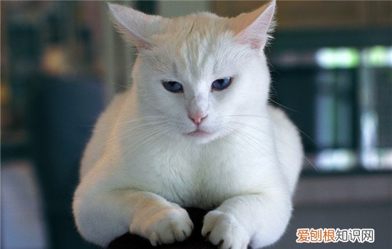 猫咪掉毛家里都是毛怎么办 猫咪掉毛厉害怎么办,猫咪掉毛严重怎么处理,家里猫毛到处飞怎么办