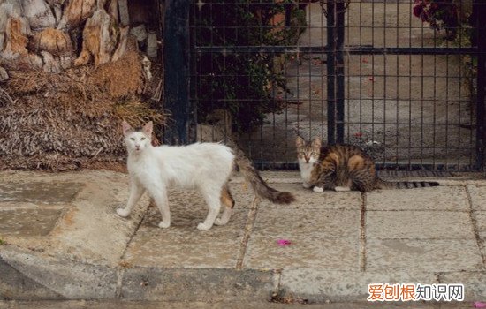 猫咪交配时间持续多久,猫咪交配时间多长,猫咪交配一次多长时间