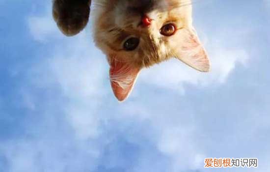 夏天养猫要开空调吗,夏天养猫需要开空调吗,夏天猫要不要吹空调