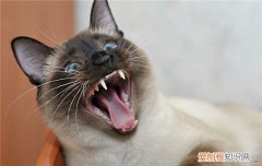 猫脾气突然变暴躁爱咬人 猫咪脾气暴躁爱咬人,猫咪脾气暴躁怎么办,猫咪脾气暴躁爱攻击人
