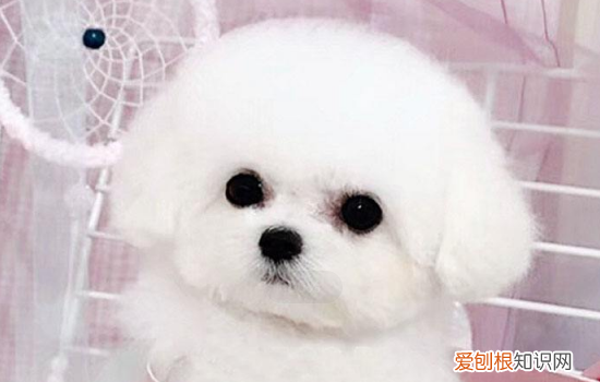 狗狗身上长脓包怎么治 狗狗身上长脓包你发现了没
