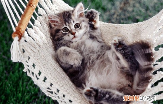 猫为什么不喜欢被抱着,为什么有的猫不喜欢被抱,为什么有些猫不喜欢被抱