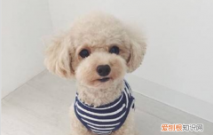 如何让狗狗远离皮肤病 这么做你看看狗狗还会感染皮肤病吗