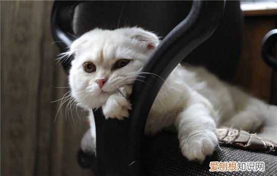猫砂盆放在哪合适 猫砂盆放哪里比较好,猫砂盆多久清理一次,猫砂盆放几个比较好