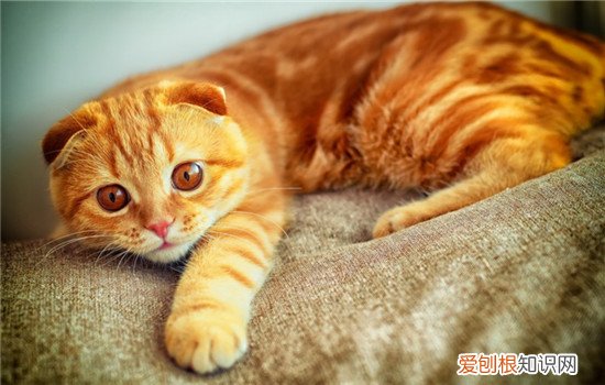 猫不吃东西是怎么回事,猫不吃东西是什么原因,猫不吃东西是不是病了