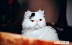 猫不吃东西是怎么回事,猫不吃东西是什么原因,猫不吃东西是不是病了