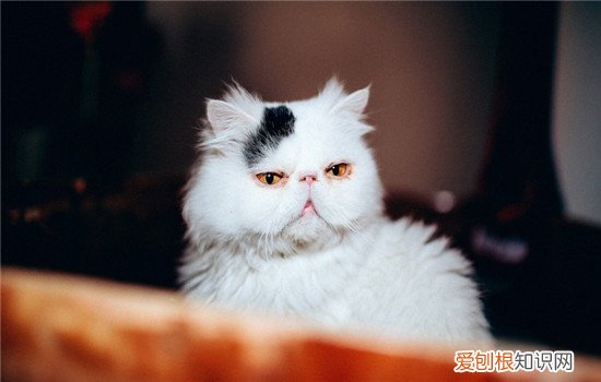 猫不吃东西是怎么回事,猫不吃东西是什么原因,猫不吃东西是不是病了