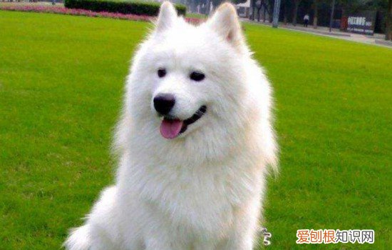狗狗口腔炎的治疗方法 口腔清洁很重要