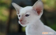 夏天给猫剃毛可以吗 夏天给猫剃毛剃哪里,夏天有必要给猫剃毛吗,给猫剃毛的危害