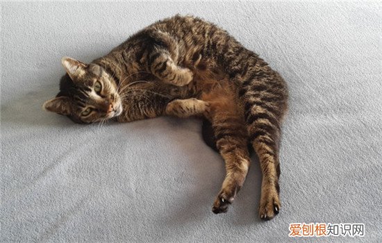 夏天给猫剃毛可以吗 夏天给猫剃毛剃哪里,夏天有必要给猫剃毛吗,给猫剃毛的危害