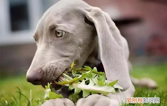 狗狗吃草呕吐 狗狗吃草就要注意补充维生素了