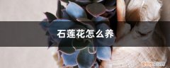怎样养石莲花 石莲花怎么养