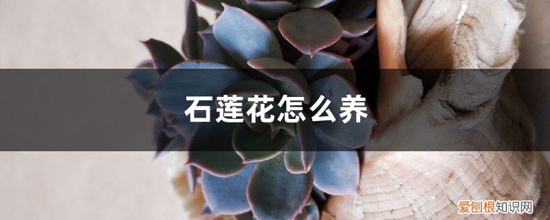 怎样养石莲花 石莲花怎么养