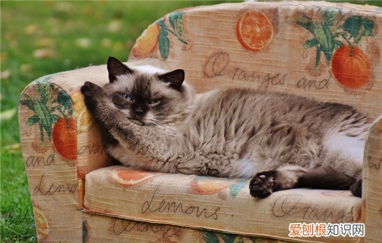猫为什么老是在床上睡觉 猫喜欢睡床上怎么办,为什么猫总喜欢睡床,猫为什么喜欢睡在床上