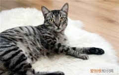 猫为什么老是在床上睡觉 猫喜欢睡床上怎么办,为什么猫总喜欢睡床,猫为什么喜欢睡在床上