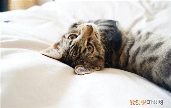 猫咪睡觉时抽搐一下 猫睡觉突然抽搐一下,小猫睡觉突然抽搐,猫睡觉突然抽搐流口水