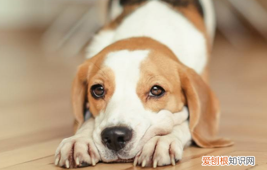 狗的肠炎怎么治 狗狗的肠炎问题一定需要多加注意啦!