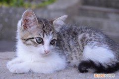 能用人的沐浴露给猫洗澡吗 猫能用人的沐浴露吗,猫用人的沐浴露可以吗,猫用人的沐浴露洗澡