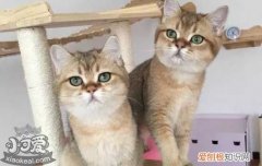 美短眉毛脱毛 美短脱毛严重怎么办,美短脱毛严重,美短脱毛怎么处理