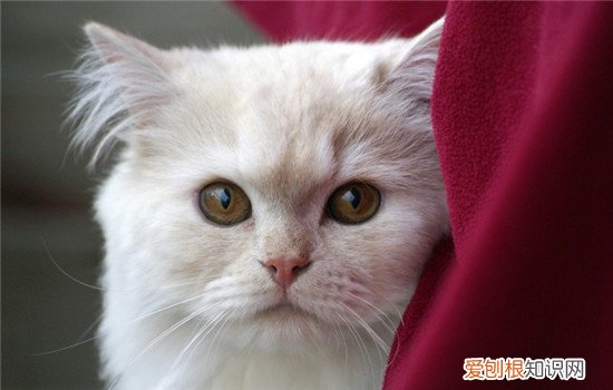 猫咪不吃饭没精神拉稀,猫咪不吃饭没精神怎么办,猫咪不吃饭没精神怕冷是怎么回事