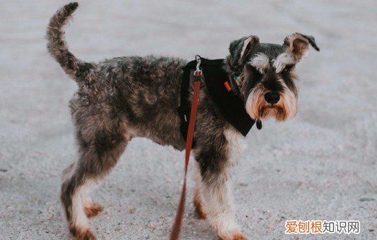 狗狗便秘吃什么最好最快通便 狗狗便秘怎么办