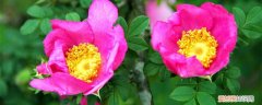 缫丝花的养殖方法视频 缫丝花的养殖方法
