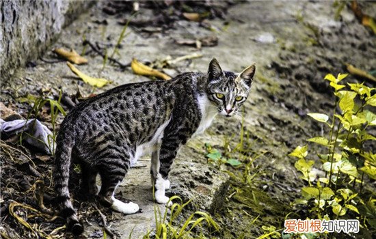 冻干吃了对猫有害吗? 猫咪吃冻干的坏处,猫吃冻干有什么坏处,猫吃冻干的好处和坏处