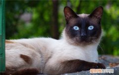 猫咪必须营养 猫咪所需营养,猫咪缩需要的营养成分,猫咪每天所需营养