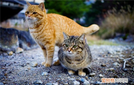 猫咪必须营养 猫咪所需营养,猫咪缩需要的营养成分,猫咪每天所需营养