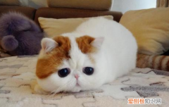 加菲猫经常软便怎么办 加菲猫软便怎么办