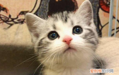 如何解决猫鼻支后遗症 怎样防止猫鼻支复发,猫鼻支复发了怎么办,