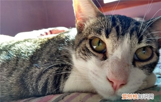 猫为什么喜欢舔毛擦脸,猫为什么喜欢舔身上的毛,猫喜欢舔自己的毛怎么办