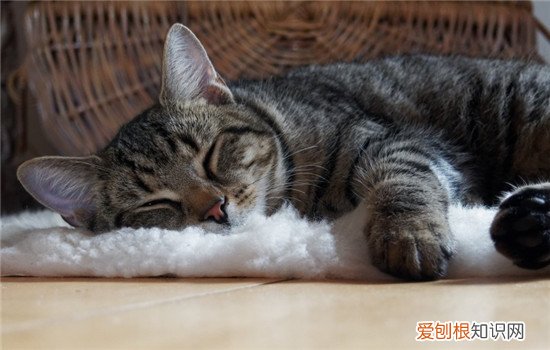 猫为什么喜欢舔毛擦脸,猫为什么喜欢舔身上的毛,猫喜欢舔自己的毛怎么办