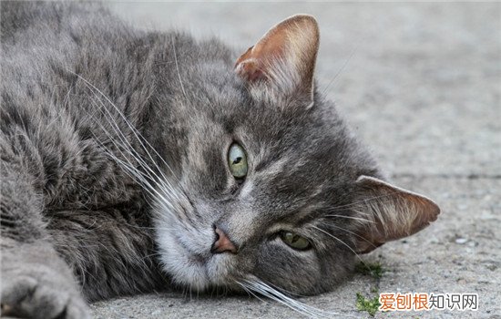 猫为什么要喝流动水 猫咪喜欢喝流水,猫为什么喜欢喝流水,猫为什么喜欢喝流动的水